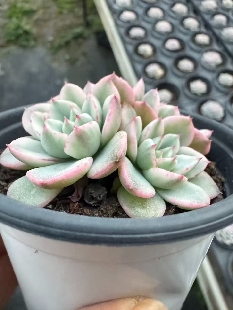 18株の抜き苗セット】アトランティス錦 多肉植物 佐川急便発送