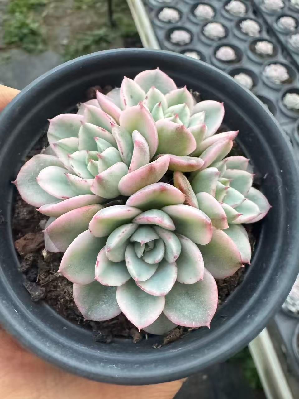 18株の抜き苗セット】アトランティス錦 多肉植物 佐川急便発送