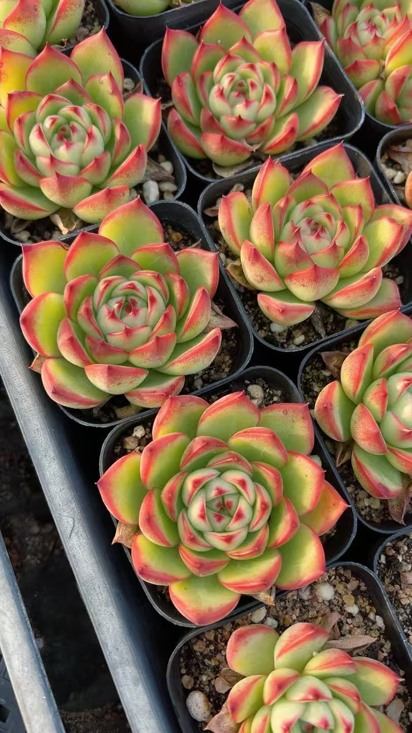 50株の抜き苗セット】ムーンストーン 多肉植物 佐川急便発送