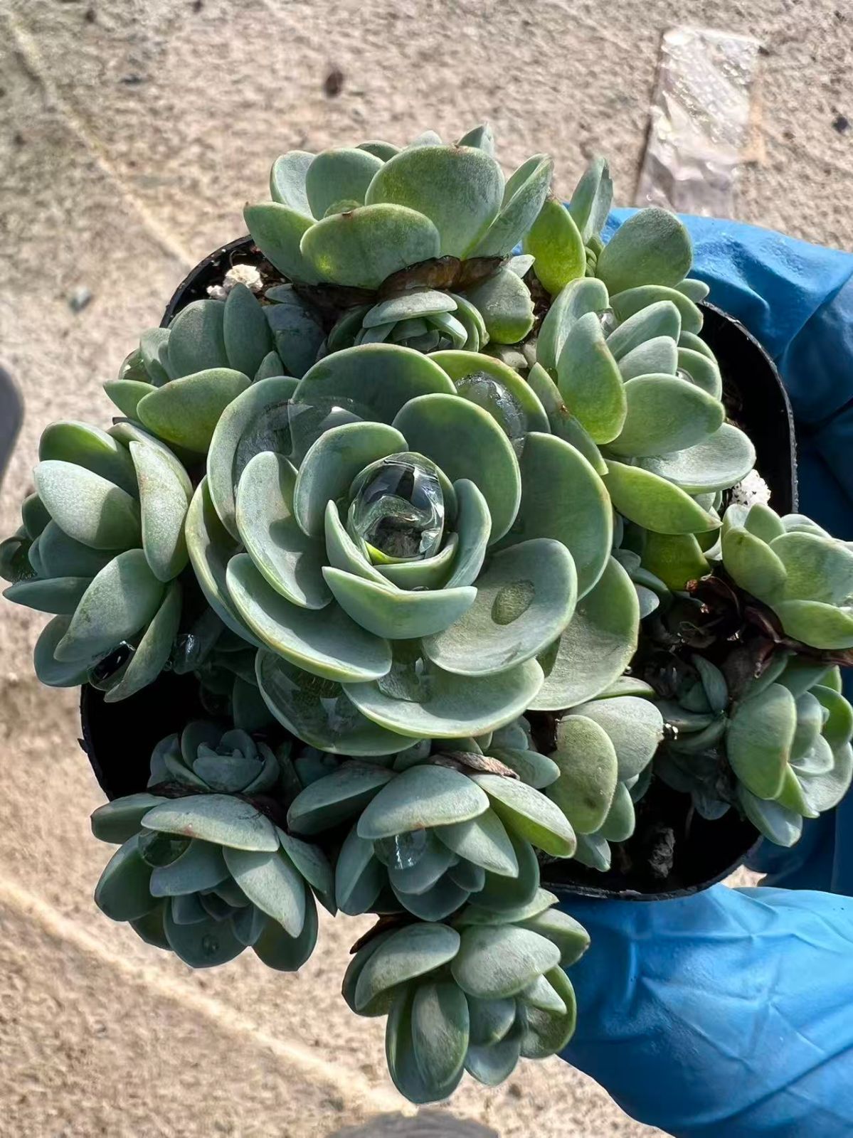 R6年産 飛騨産 龍の瞳5kg(5kg×1袋)