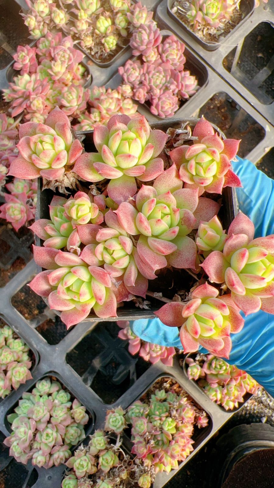 購入 ☆絶版/特典付き [相田裕] イチゴーイチハチ全7巻＋同人誌2冊