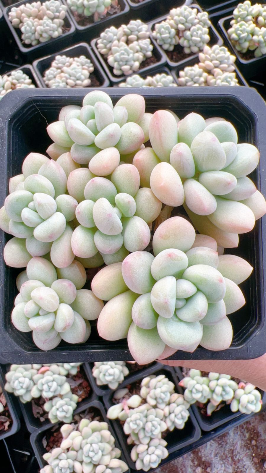 18株の抜き苗セット】バーブル錦 多肉植物 佐川急便発送 エケベリア