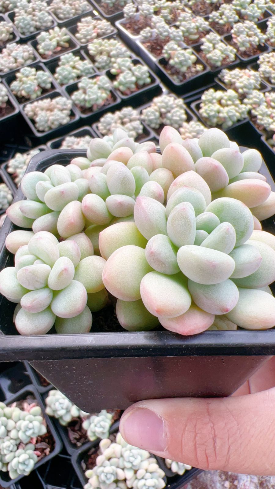 18株の抜き苗セット】バーブル錦 多肉植物 佐川急便発送 エケベリア