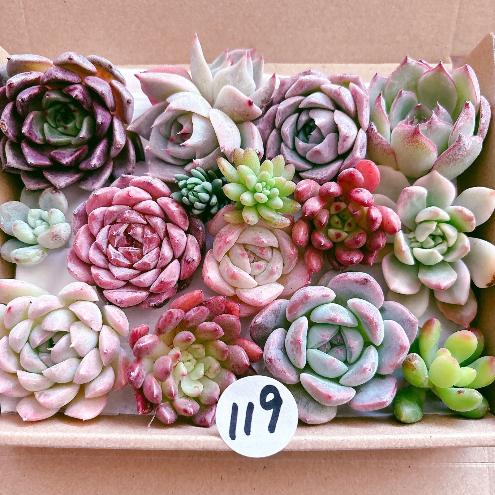 アテマハック×アウテンティカ札付きポットごとメルカリ便SSSさん苗 ☆Deko さん苗☆第4種郵便☆月曜日発送予定☆ - メルカリ