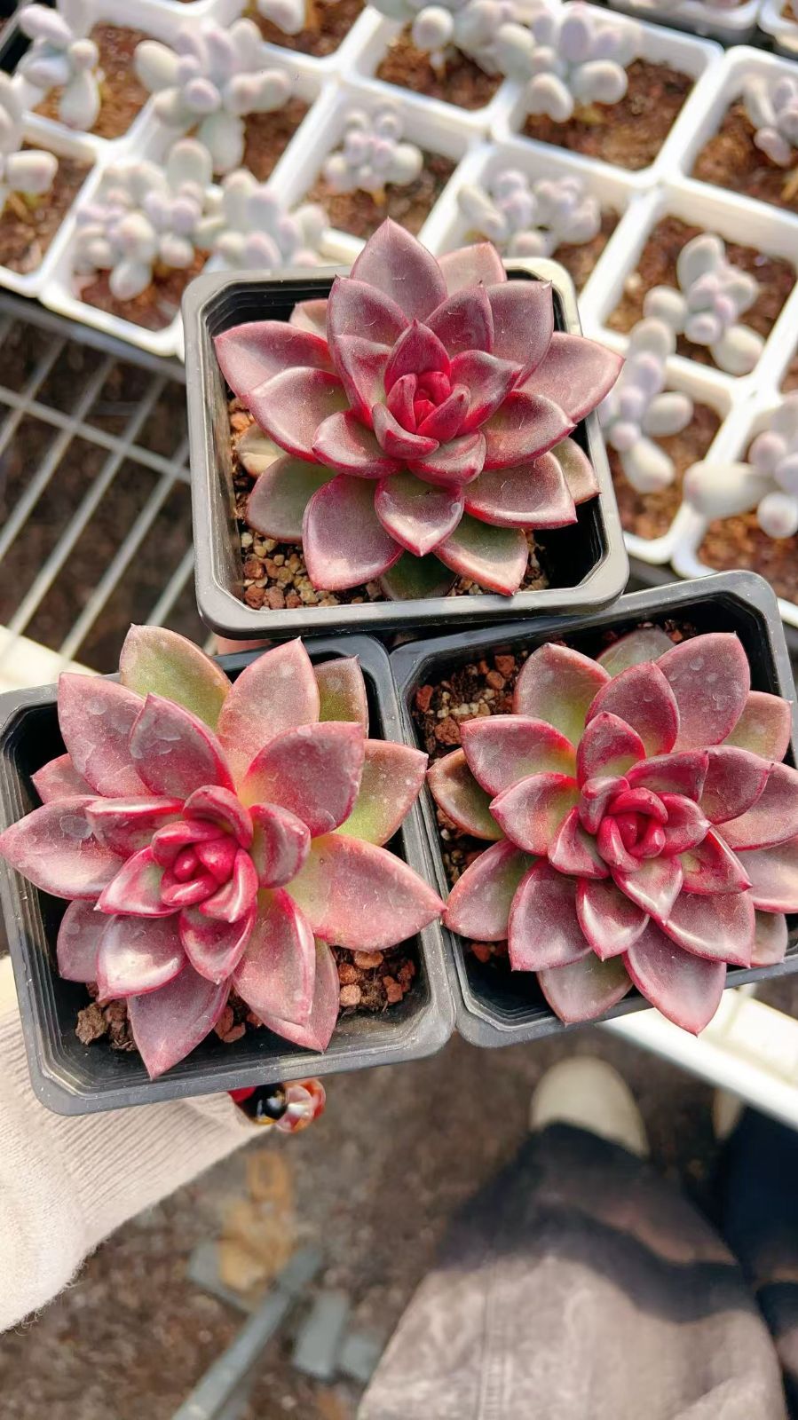 18株の抜き苗セット】フェンペイローズ 多肉植物 佐川急便発送