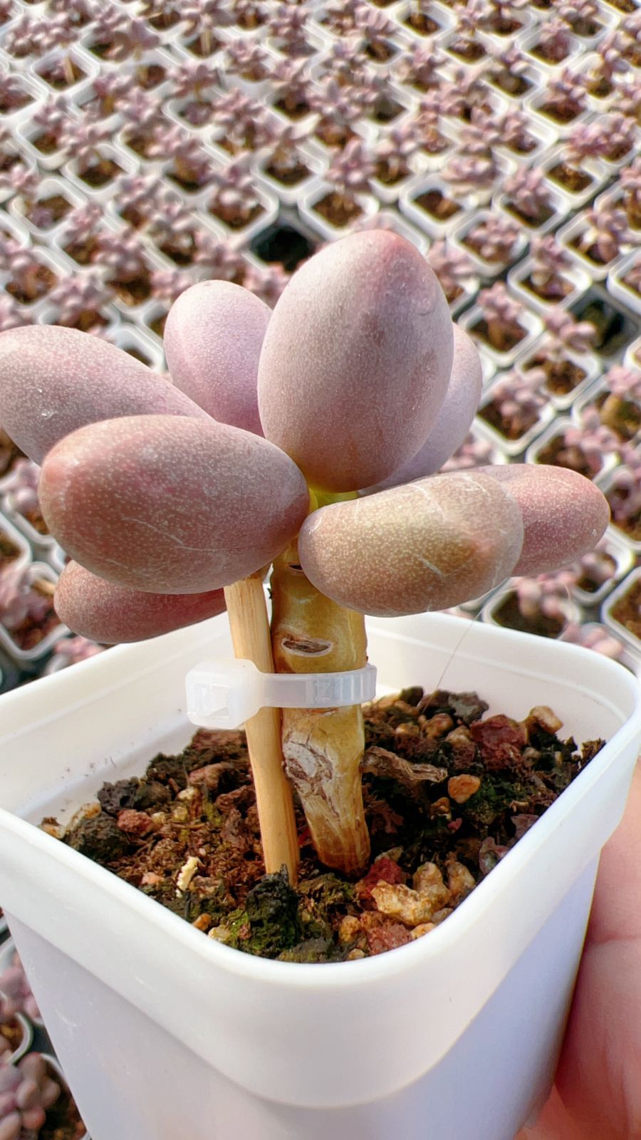 60株の抜き苗セット】キャンディー美人 多肉植物 佐川急便発送
