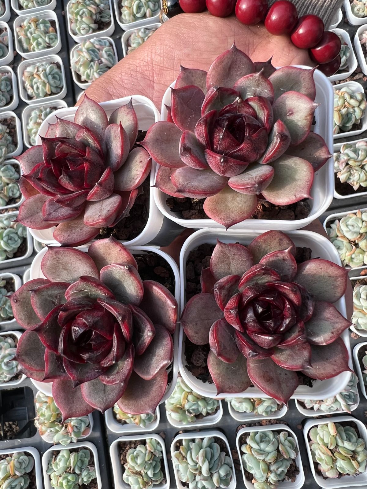 50株の抜き苗セット】ブルーベリージェニー 多肉植物 佐川急便発送