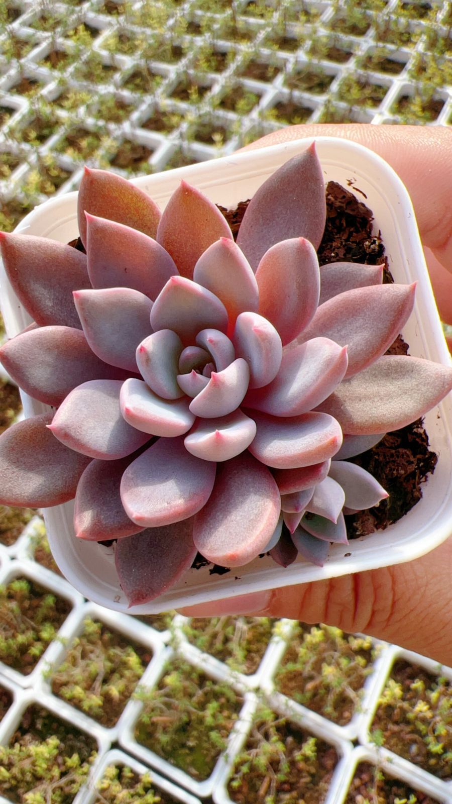 50株の抜き苗セット】ピンクとんぼ 多肉植物 佐川急便発送 エケベリア