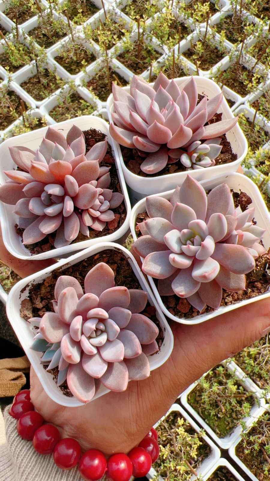 50株の抜き苗セット】ピンクとんぼ 多肉植物 佐川急便発送 エケベリア