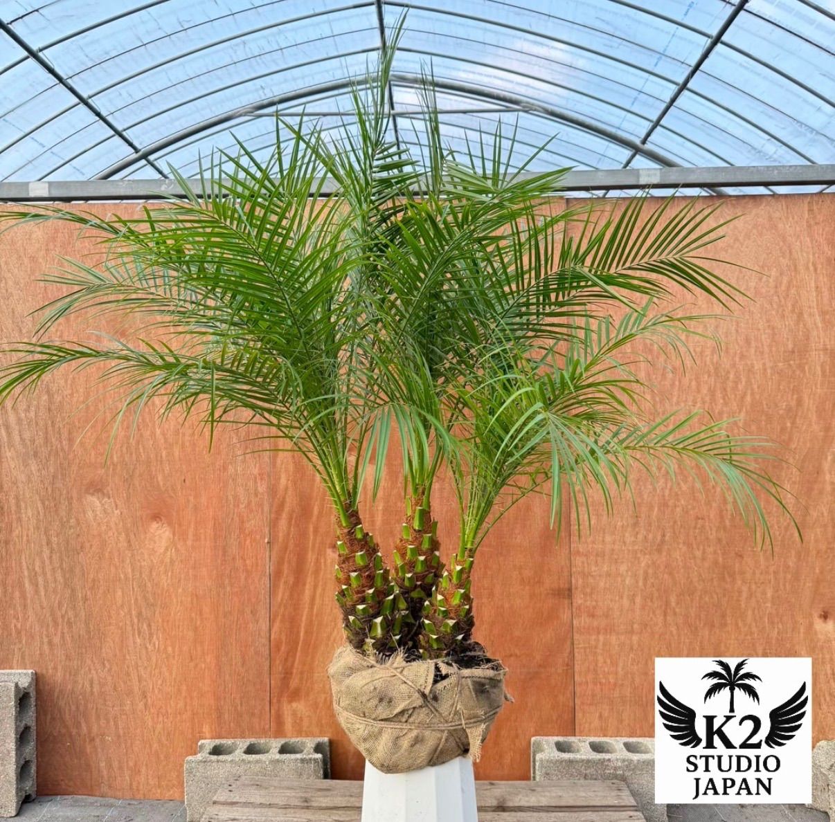 限定株】フェニックス・ロベレニー🌴 3本立ち 希少な極太幹✨ 葉先約