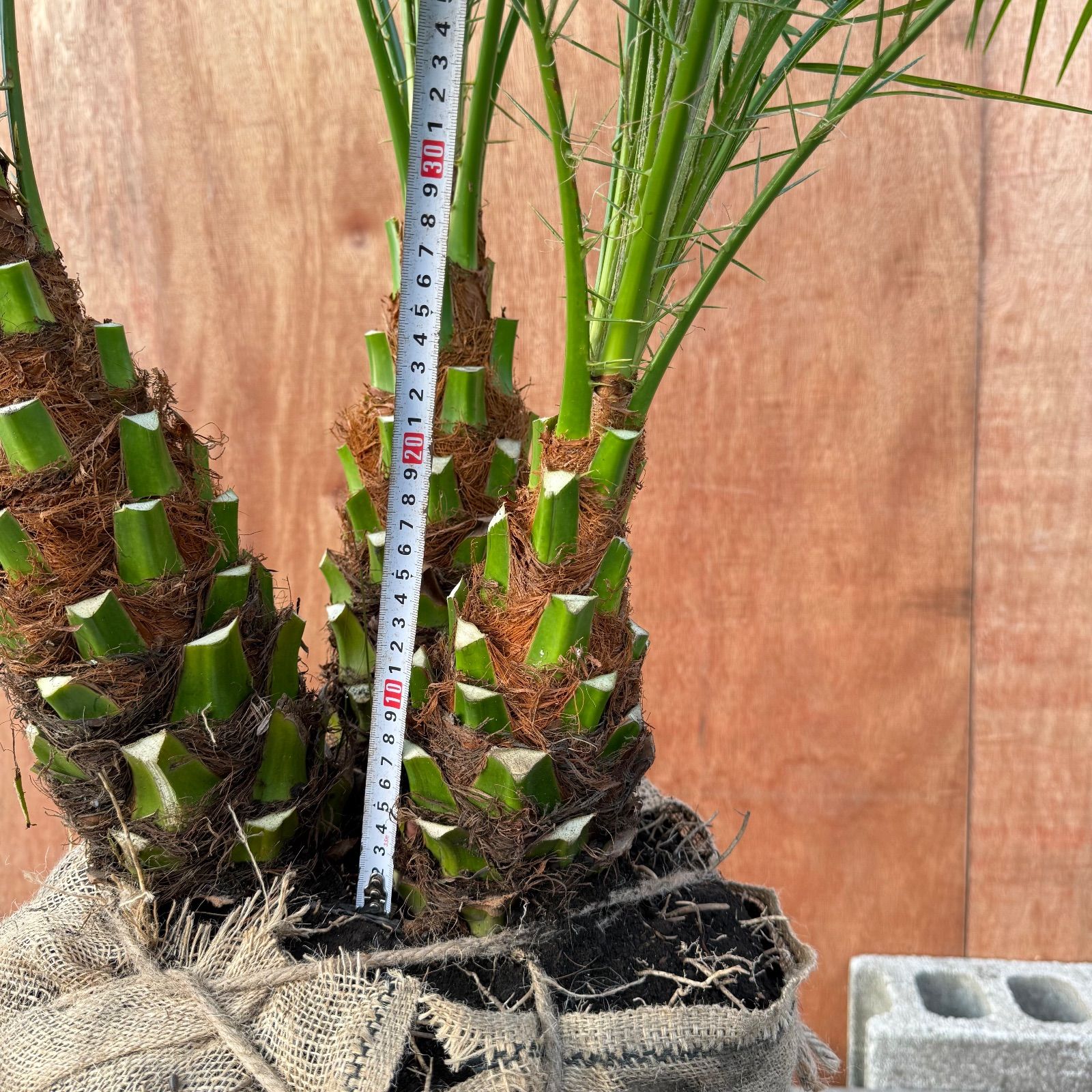 限定株】フェニックス・ロベレニー🌴 3本立ち 希少な極太幹✨ 葉先約