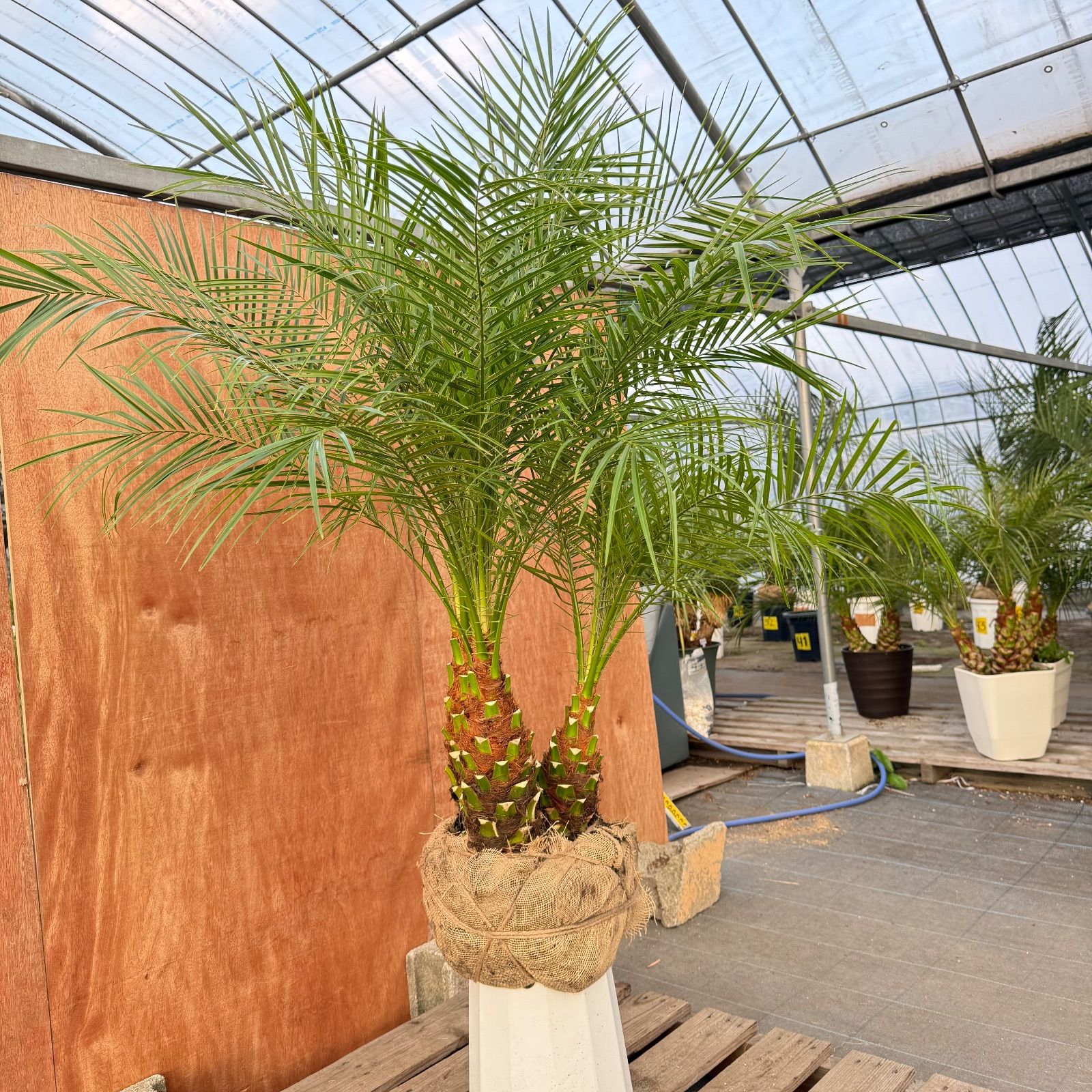 限定株】フェニックス・ロベレニー🌴 3本立ち 希少な極太幹✨ 葉先約