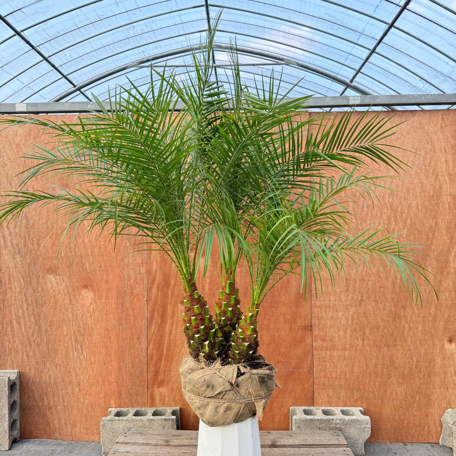 フェニックスロベレニー3本立ち　引き取り限定 限定株】フェニックス・ロベレニー🌴 3本立ち 希少な極太幹✨ 葉先約