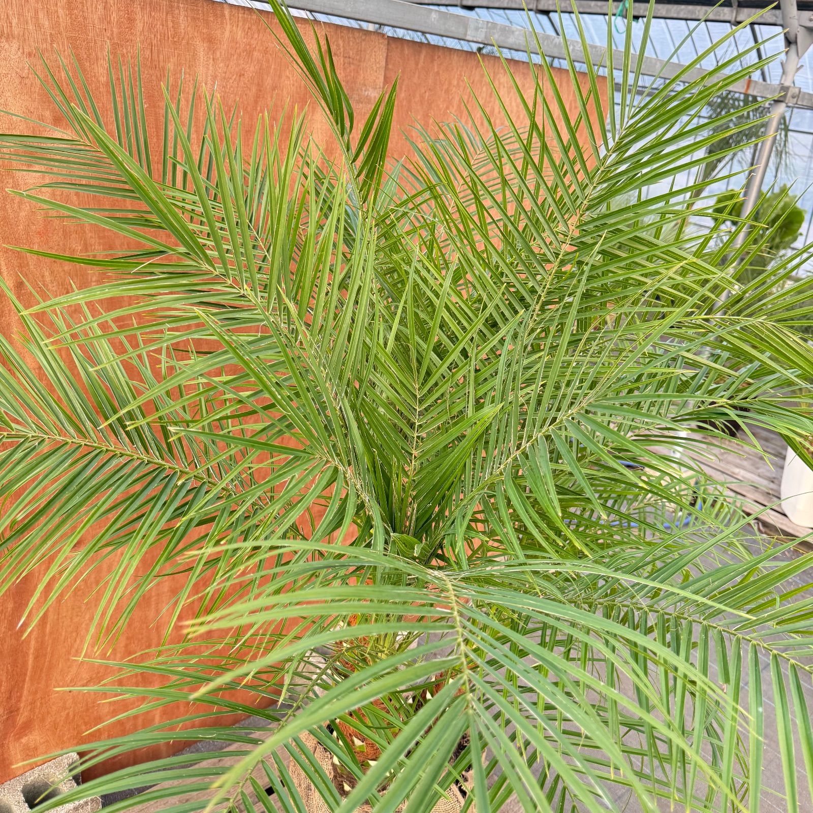 k*1様 フェニックスロベリニー 【 3本立】ポット入り美株 高さ約120cm k*1様 フェニックスロベリニー 【 3本立】ポット入り美株 高さ約