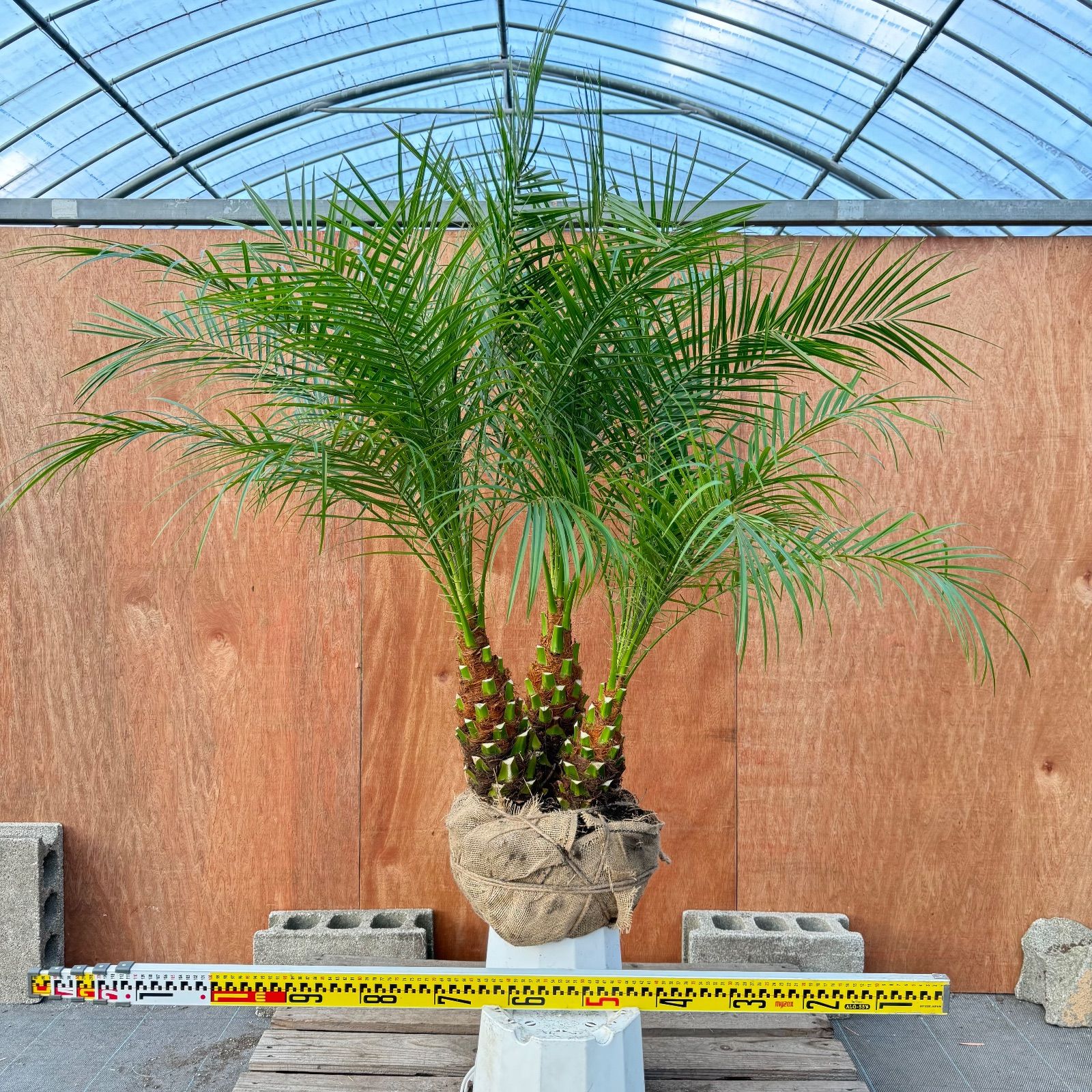 限定株】フェニックス・ロベレニー🌴 3本立ち 希少な極太幹✨ 葉先約