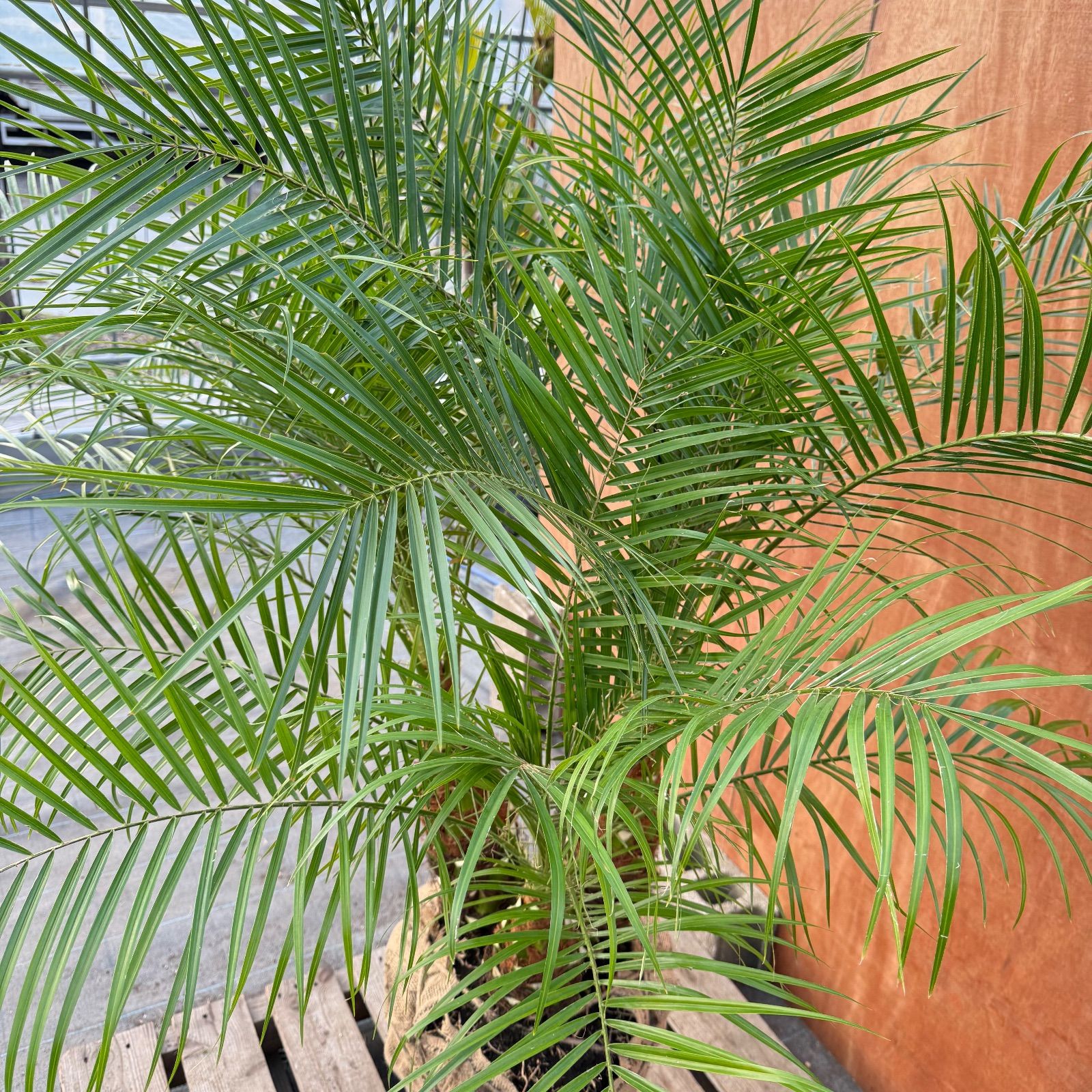 限定株】フェニックス・ロベレニー🌴 3本立ち 希少な極太幹✨ 葉先約