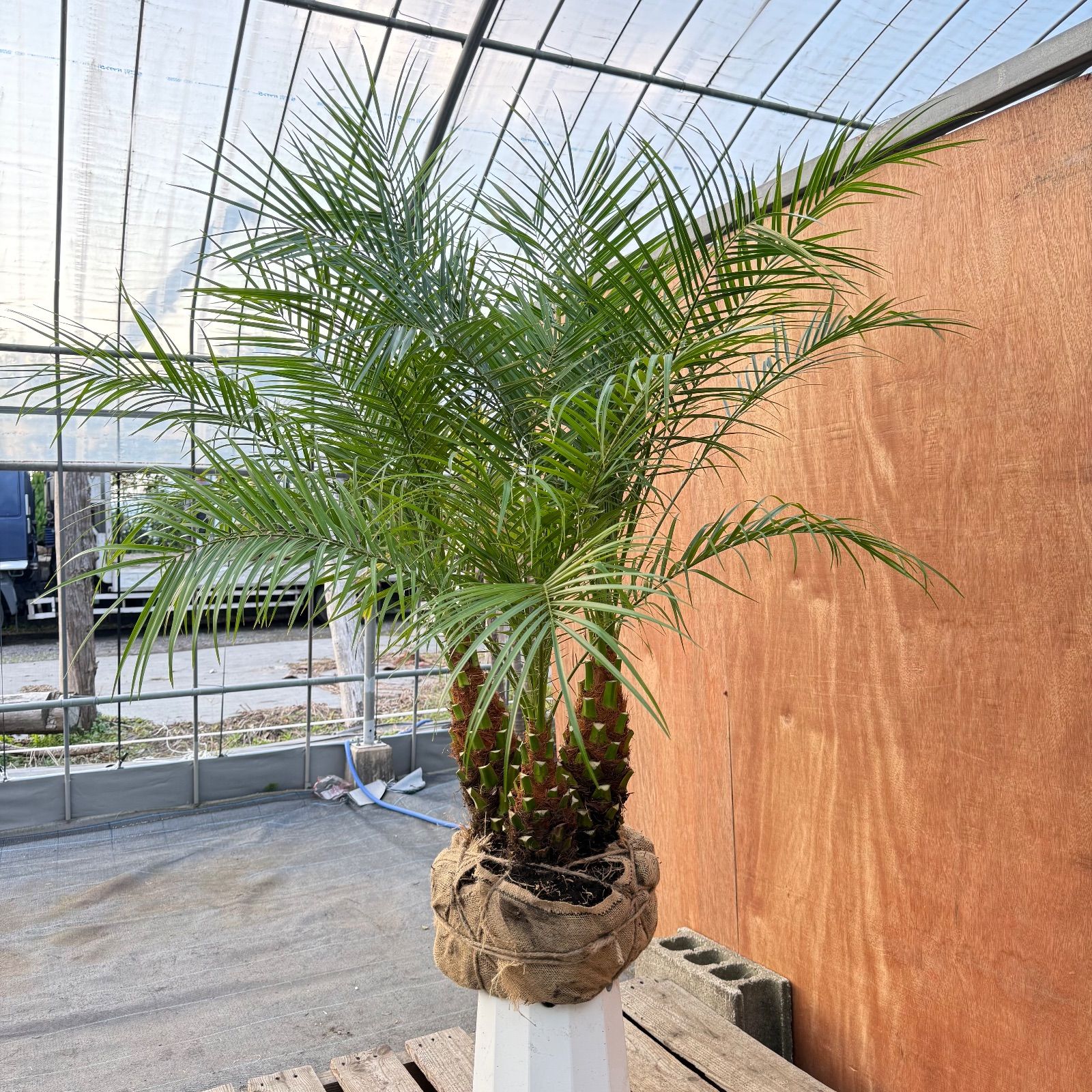 限定株】フェニックス・ロベレニー🌴 3本立ち 希少な極太幹✨ 葉先約