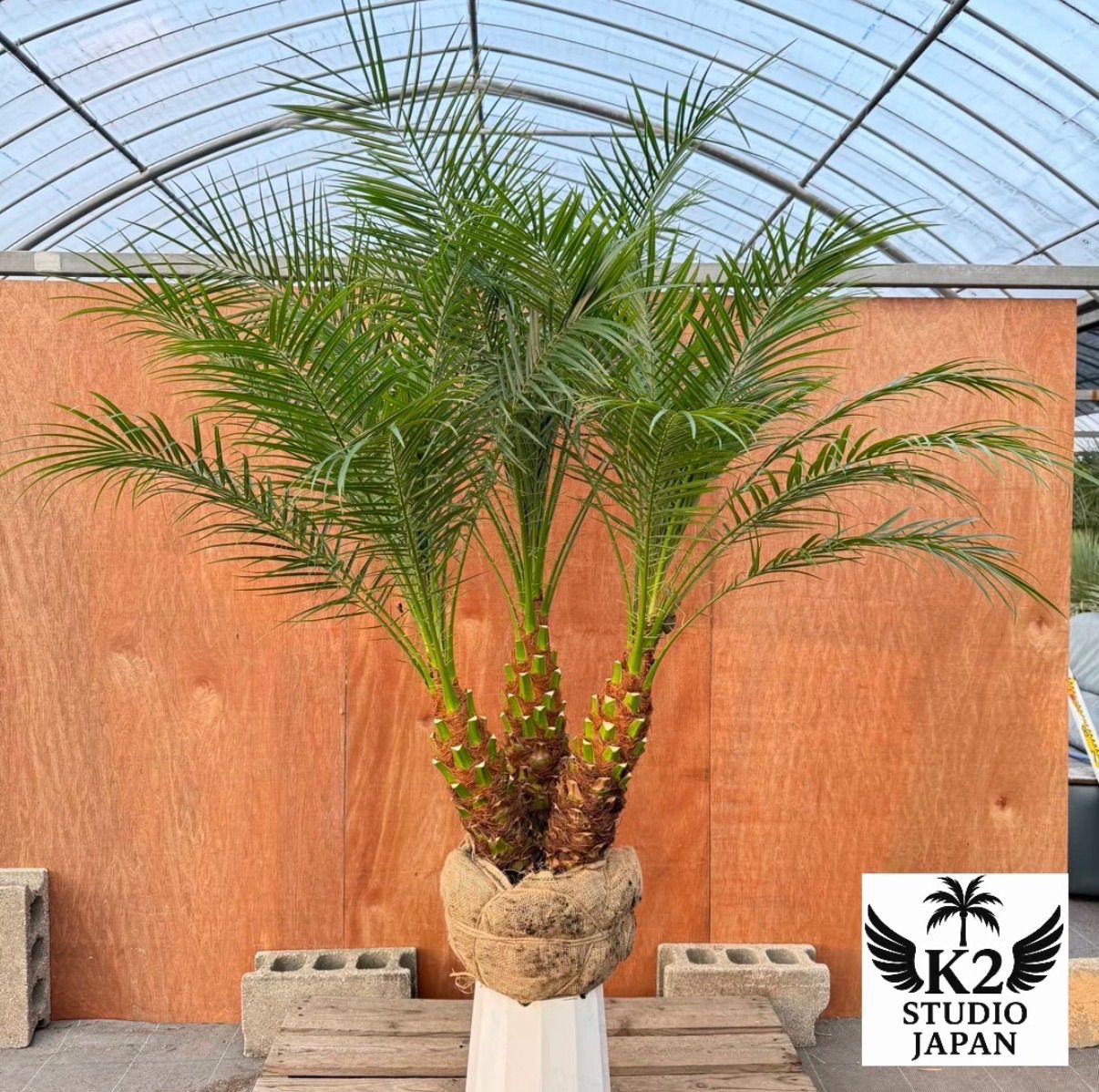 限定株】フェニックス・ロベレニー 3本立ち 希少な極太幹✨ 小売業者 葉先