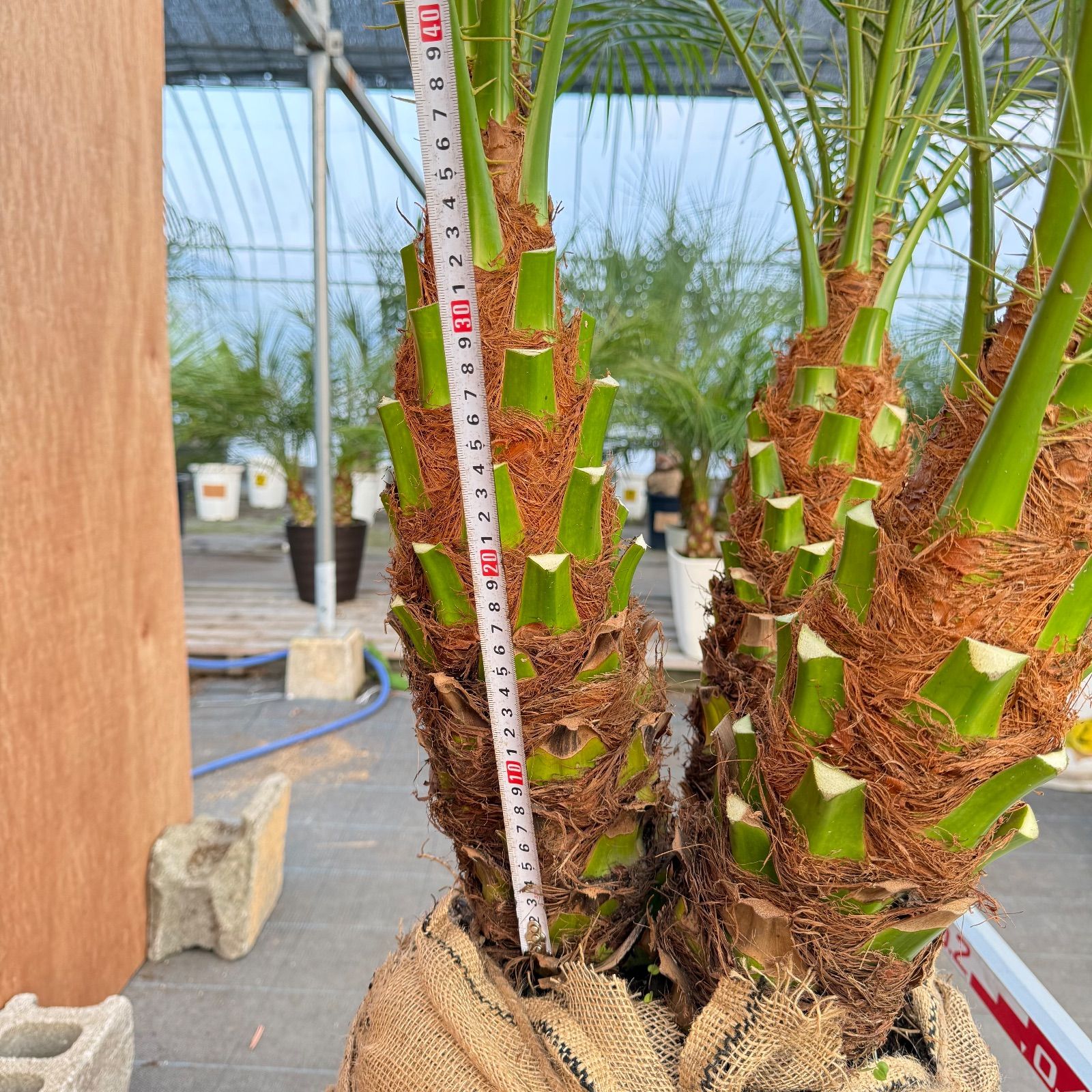 限定株】フェニックス・ロベレニー 3本立ち 希少な極太幹✨ 小売業者