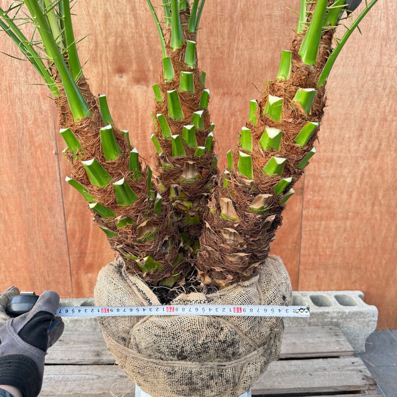 限定株】フェニックス・ロベレニー 3本立ち 希少な極太幹✨ 小売業者