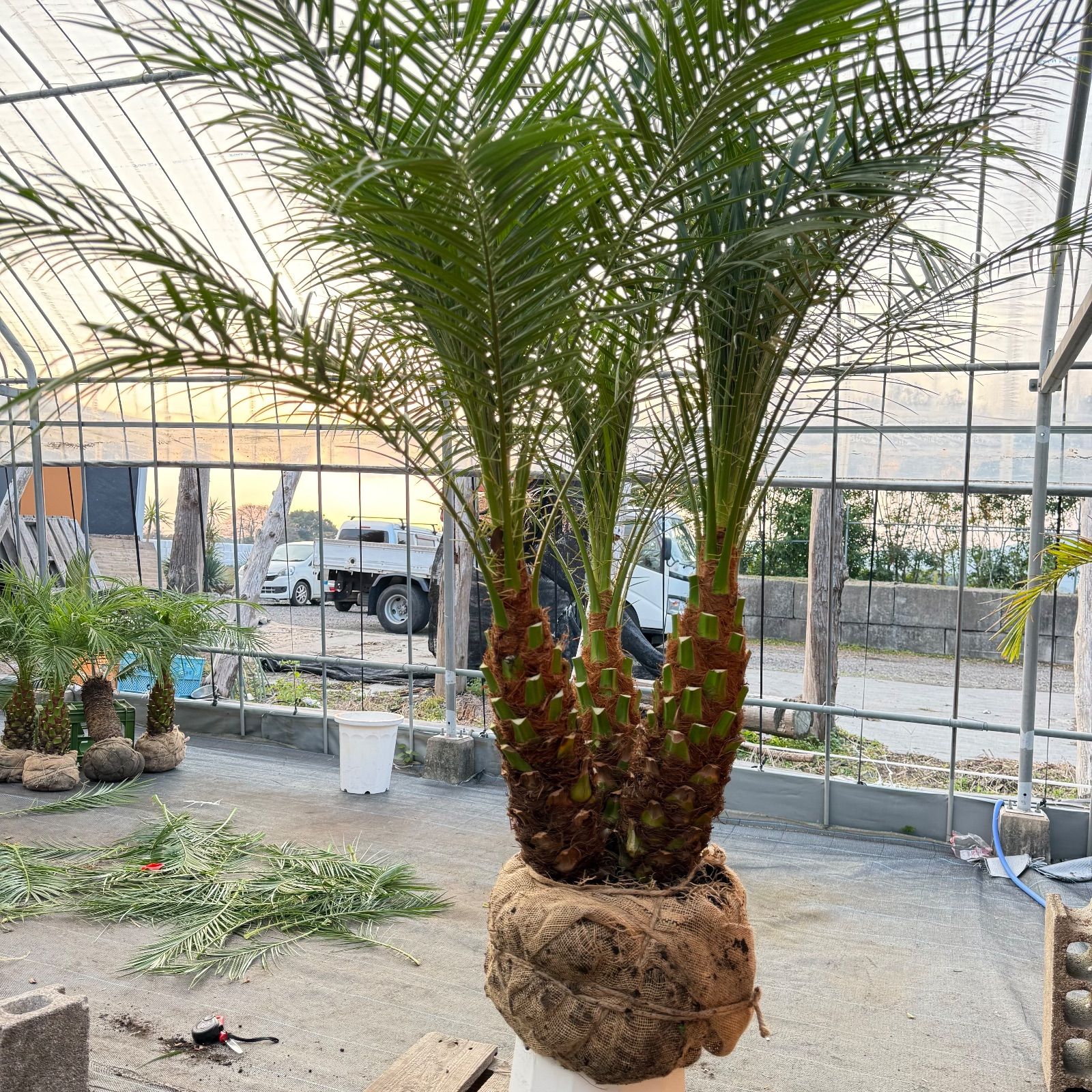 限定株】フェニックス・ロベレニー 3本立ち 希少な極太幹✨ 小売業者