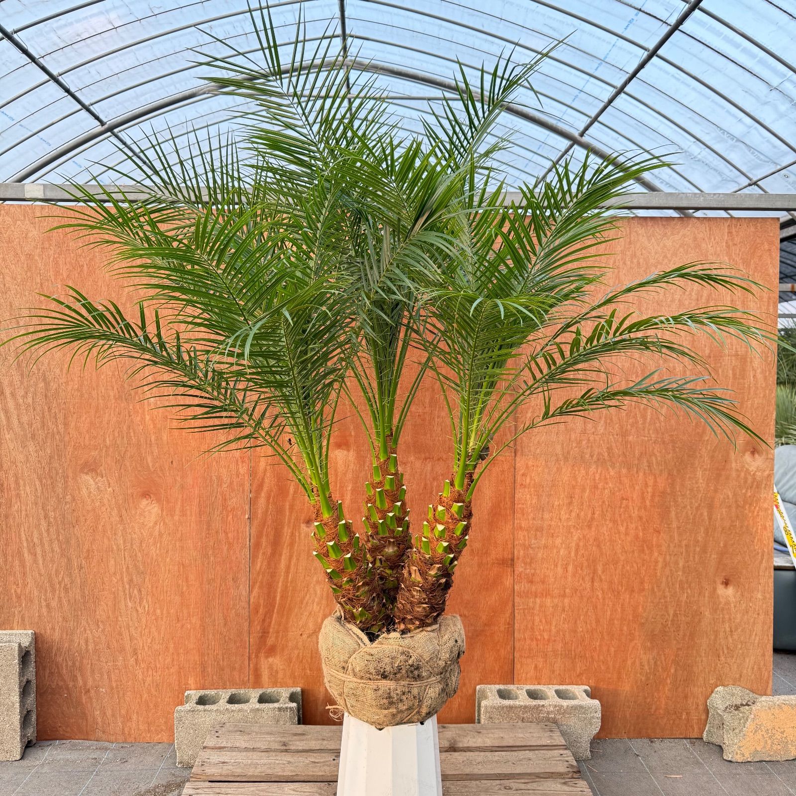 茨城　フェニックスロベレニー　大株 茨城 フェニックスロベレニー 大株