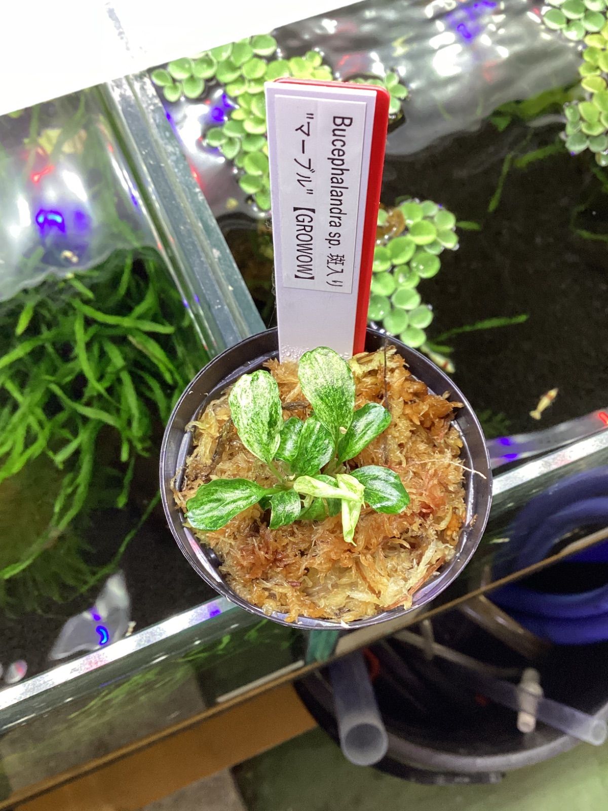 ブセファランドラ sp. 斑入り “マーブル” 【GROWOW】 - メルカリ