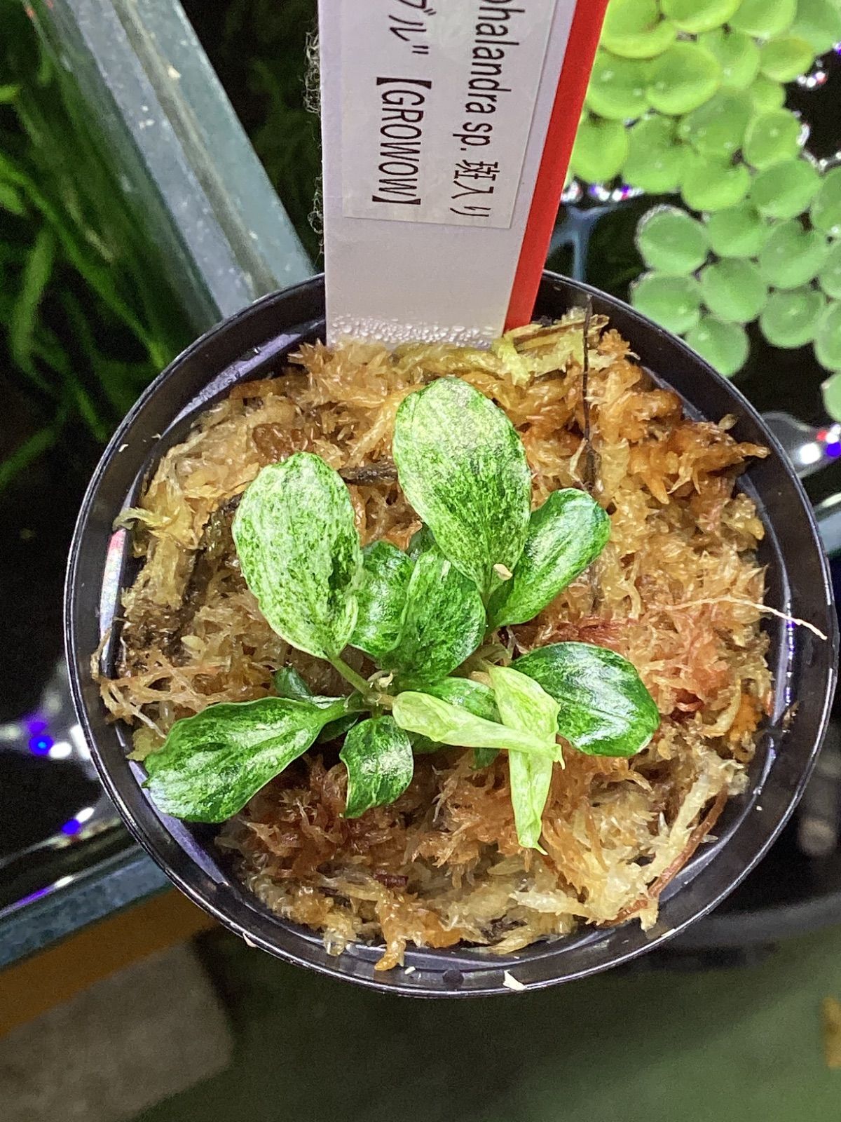 ブセファランドラ sp. 斑入り “マーブル” 【GROWOW】 - メルカリ