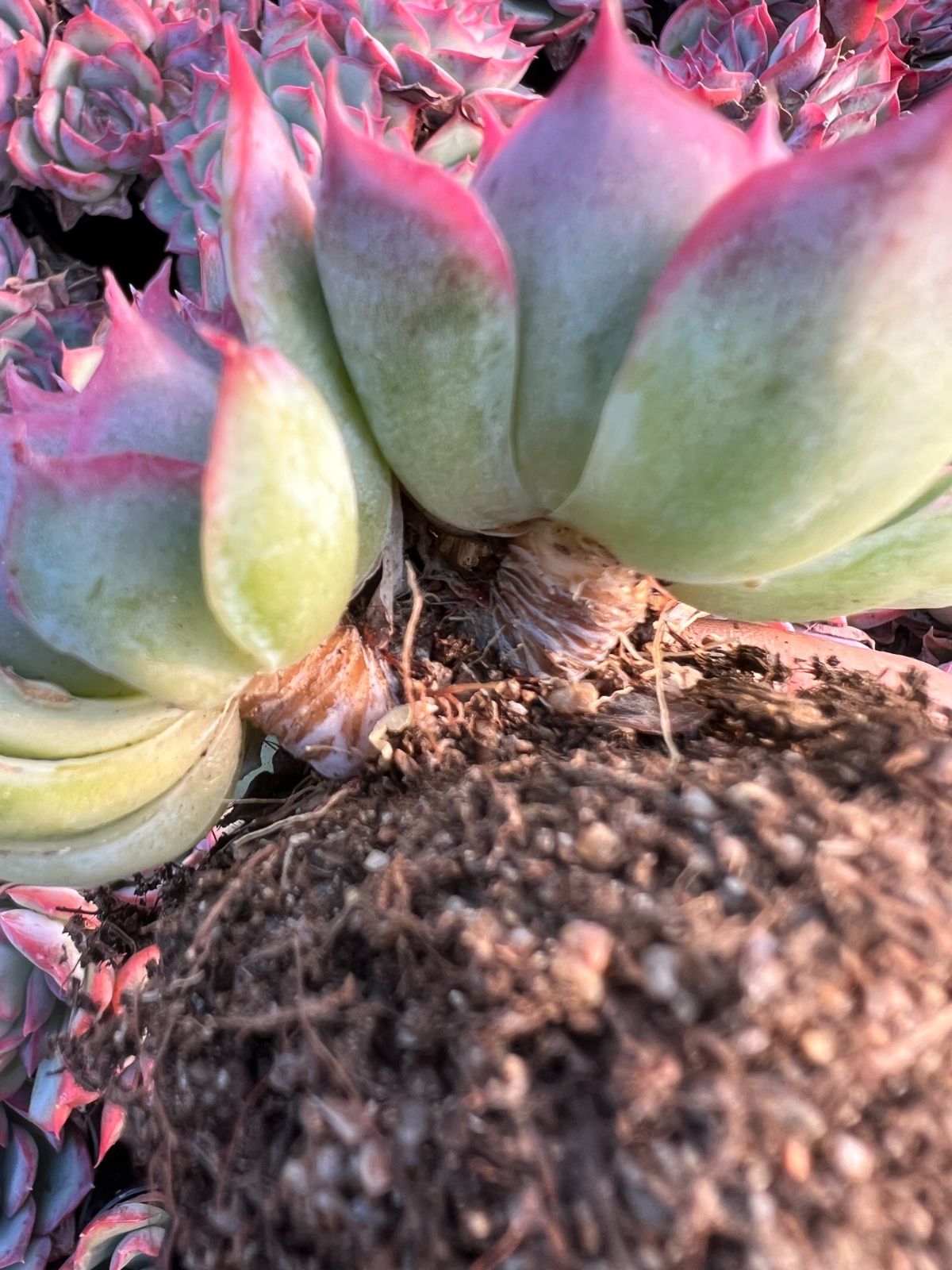 新入荷 ピンクムーンライト YP359×35苗 抜き苗 多肉植物 詰め合わせ