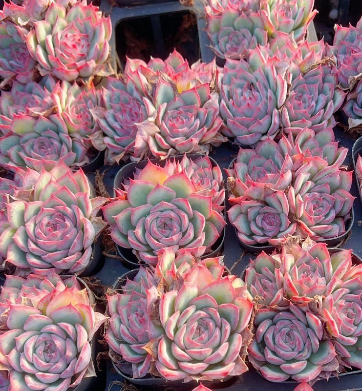 新入荷 ピンクムーンライト YP359×35苗 抜き苗 多肉植物 詰め合わせ