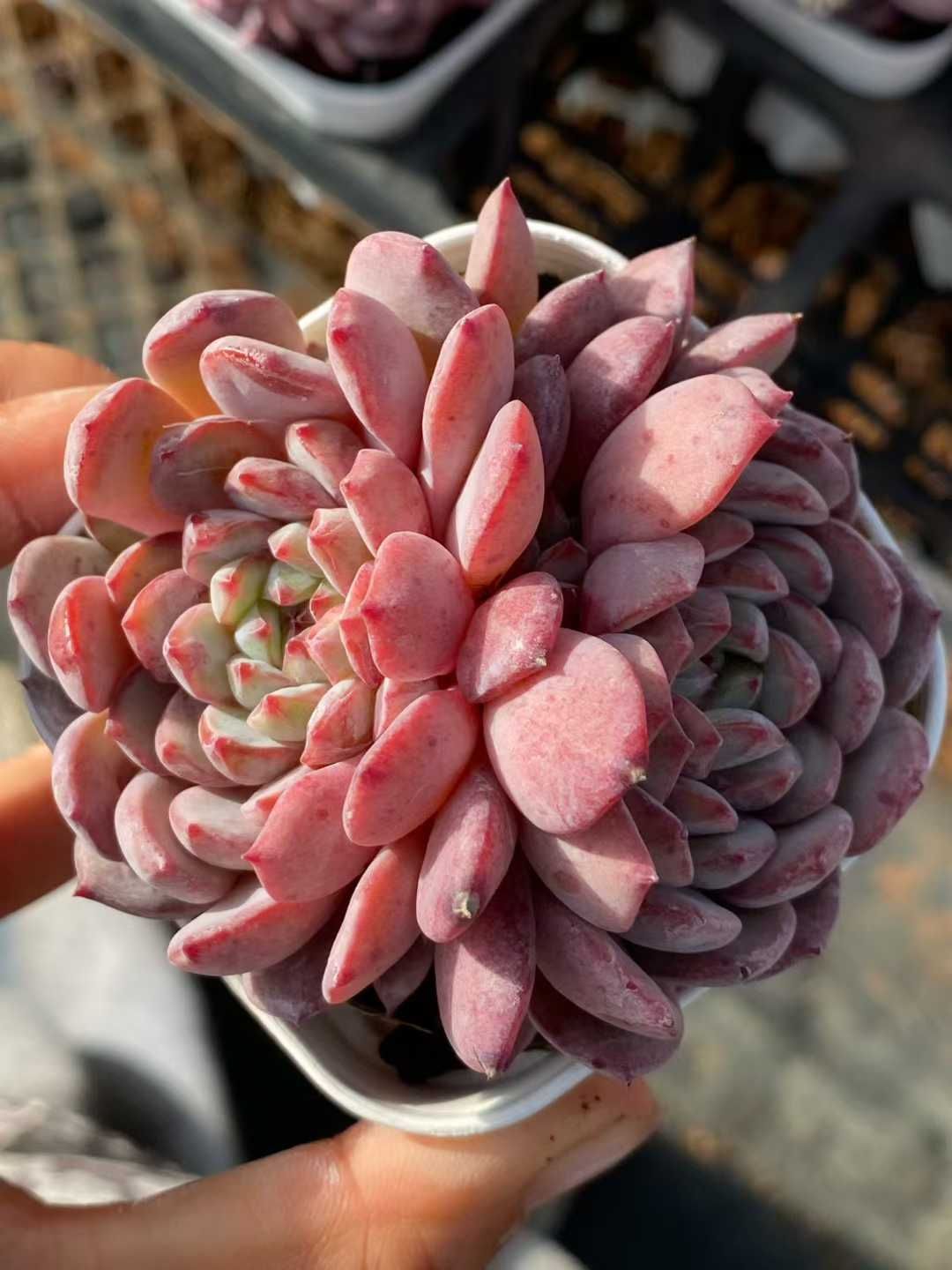 レア新種❤️海王④❤️シーキング　アクアマン　アエオニウム　抜き苗　多肉植物 レア新種❤️海王④❤️シーキング アクアマン アエオニウム 抜き苗