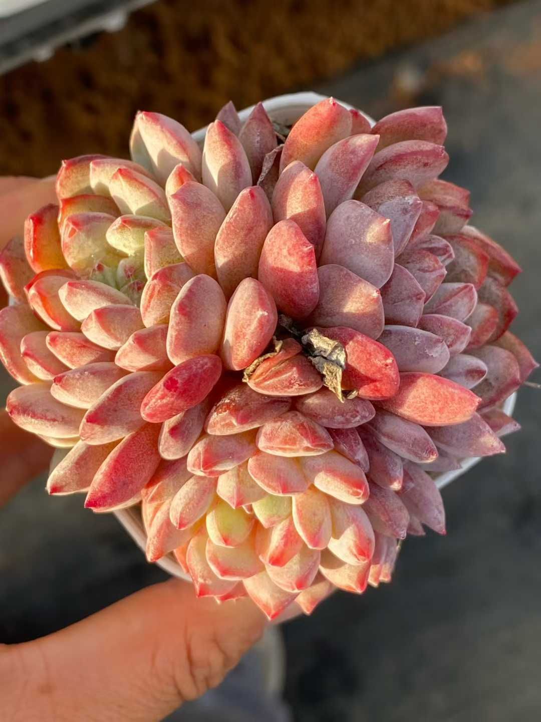 新入荷 キンジャク QS1236×50苗 抜き苗 多肉植物 詰め合わせ アエオニウム エケベリア サボテン 韓国苗