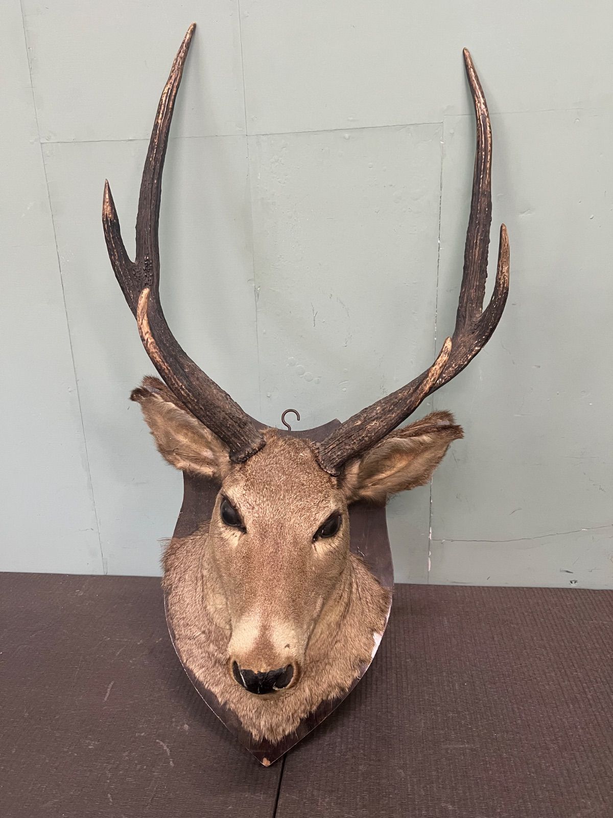 ⭐︎ 鹿の剥製 鹿角 オブジェ 剥製 ニホンジカ 大サイズ ハンティング