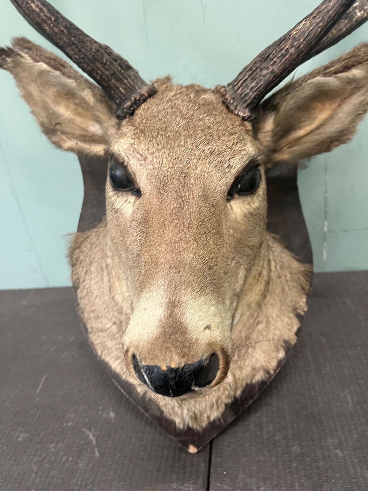 ⭐︎ 鹿の剥製 鹿角 オブジェ 剥製 ニホンジカ 大サイズ ハンティング