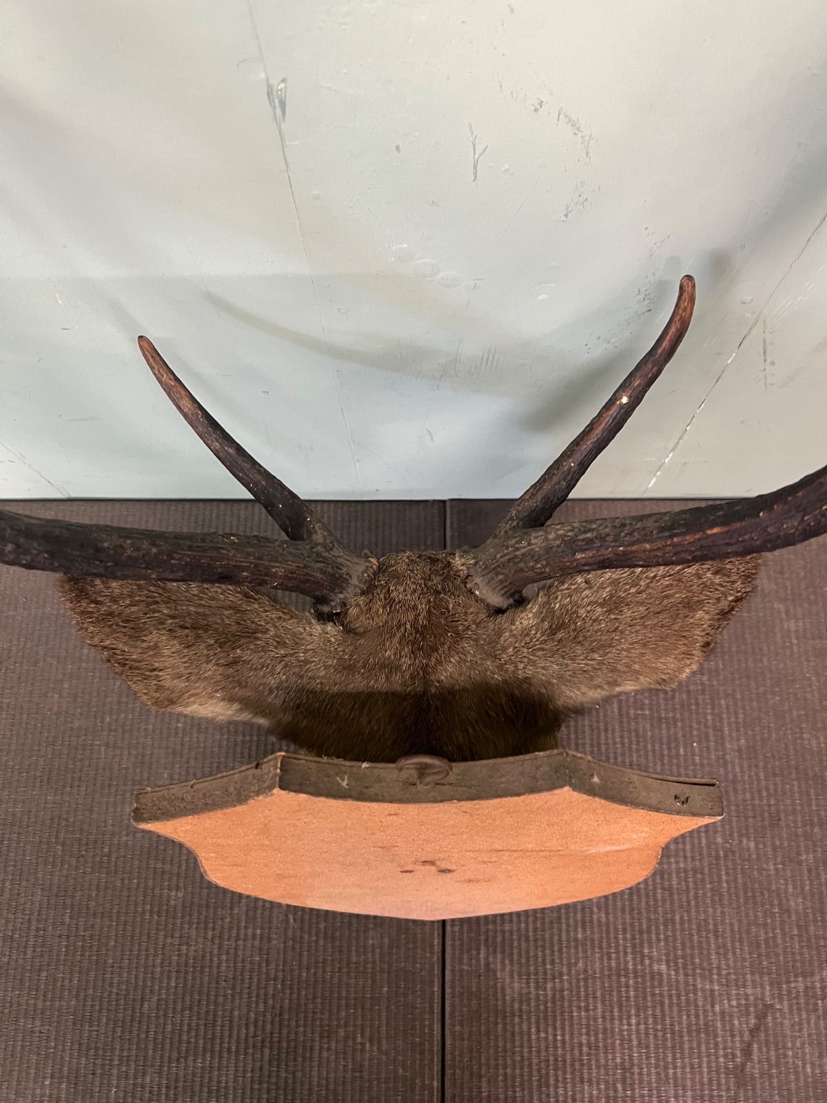 ⭐︎ 鹿の剥製 鹿角 オブジェ 剥製 ニホンジカ 大サイズ ハンティング