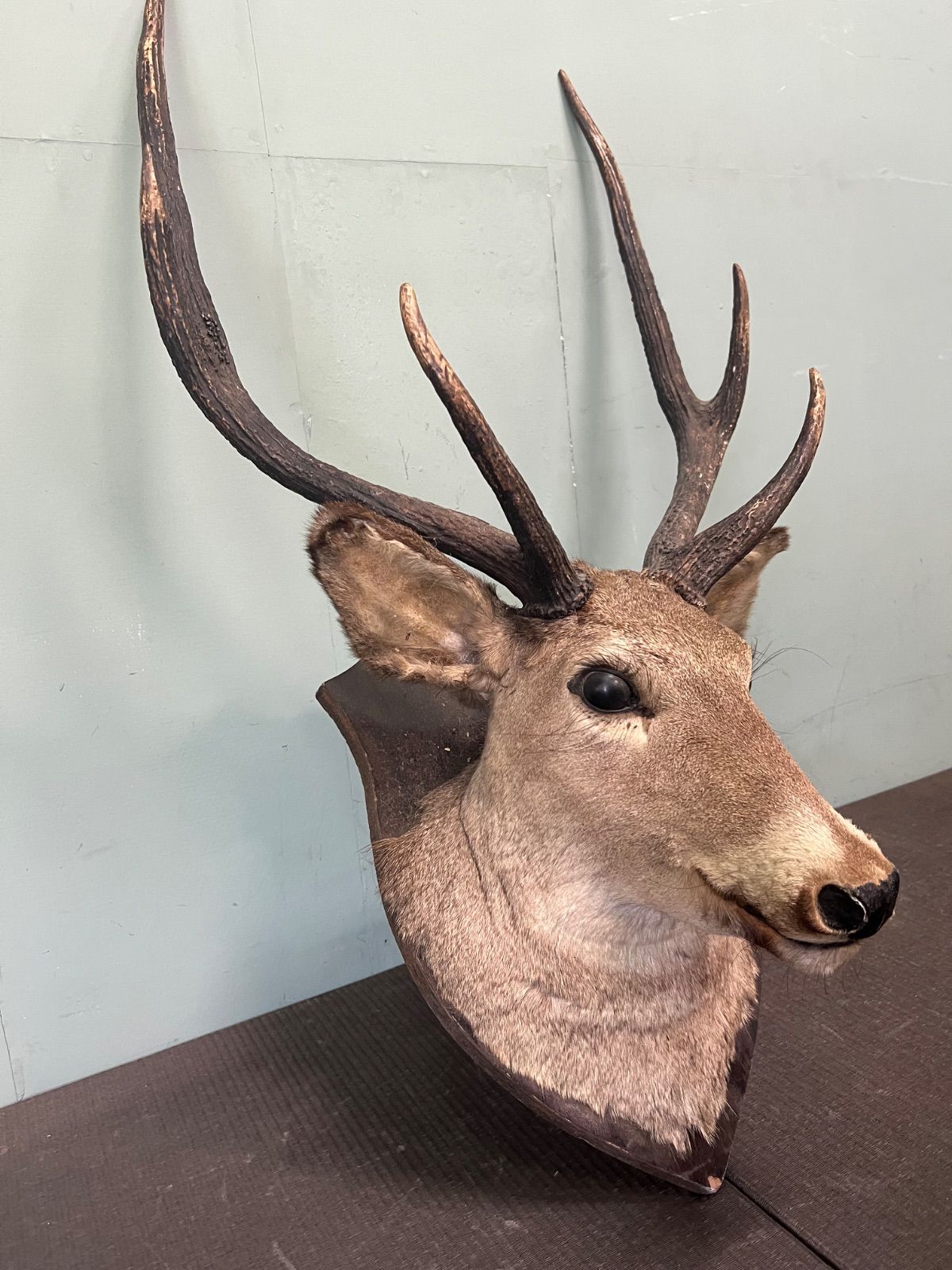 ⭐︎ 鹿の剥製 鹿角 オブジェ 剥製 ニホンジカ 大サイズ ハンティング