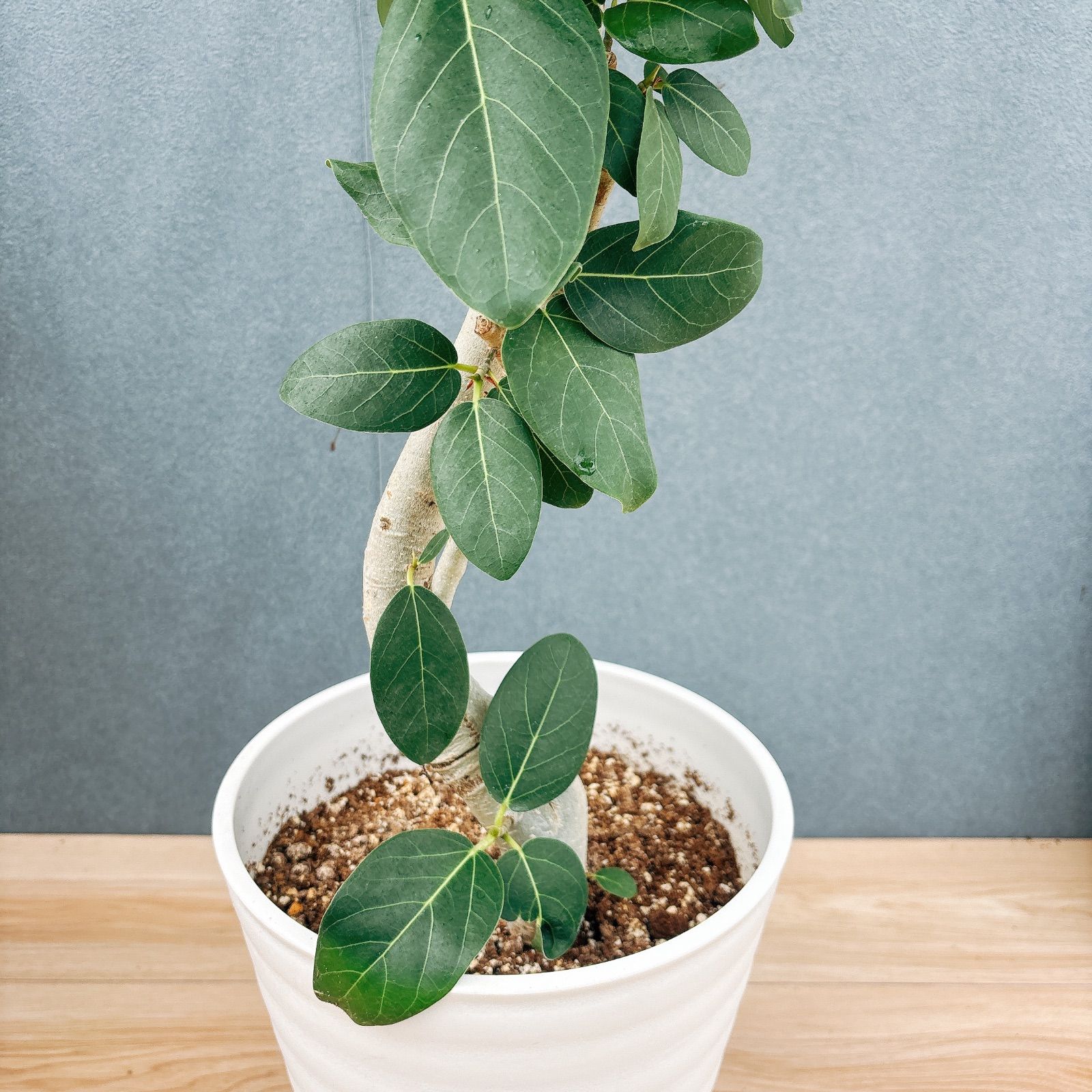 現品］♡おしゃれ♡ G フィカス ベンガレンシス 曲がり 8号 観葉植物