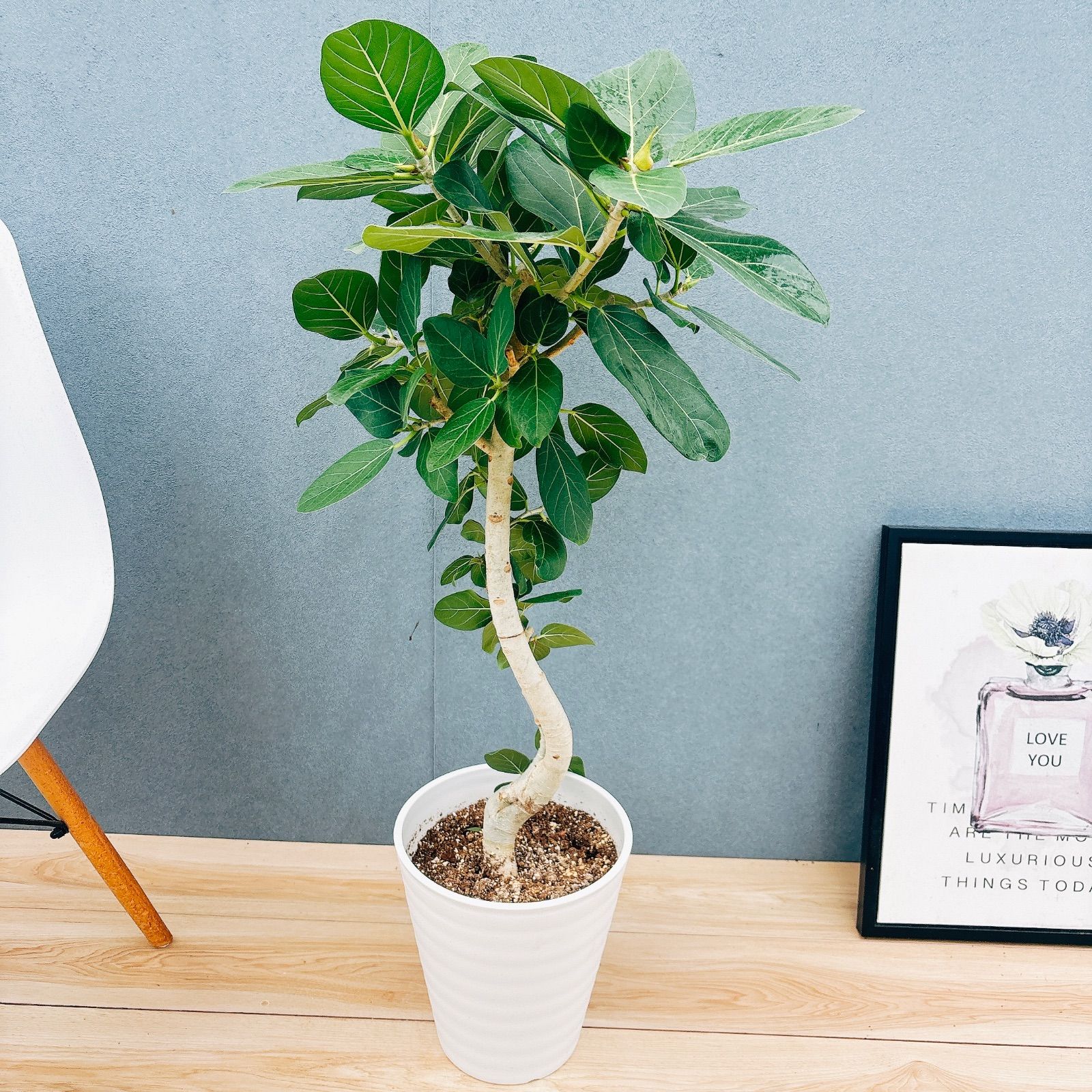 ［現品］A3 フィカス　ベンガレンシス　曲がり　8号　観葉植物　室内　大型 観葉植物 フィカス ベンガレンシス 8号 曲り ジュピター 黒 付き