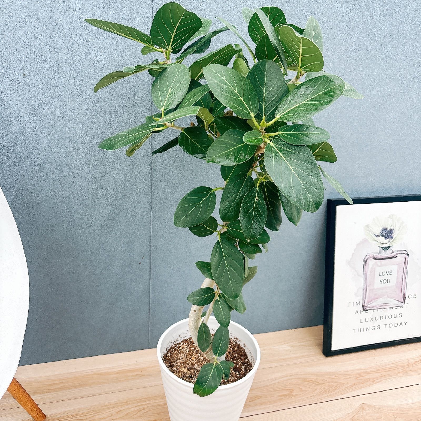 ［現品］16番　フィカスベンガレンシス　曲がり 8号　観葉　室内　大型　幹太 現品］16番 フィカスベンガレンシス 曲がり 8号 観葉 室内 大型 幹太