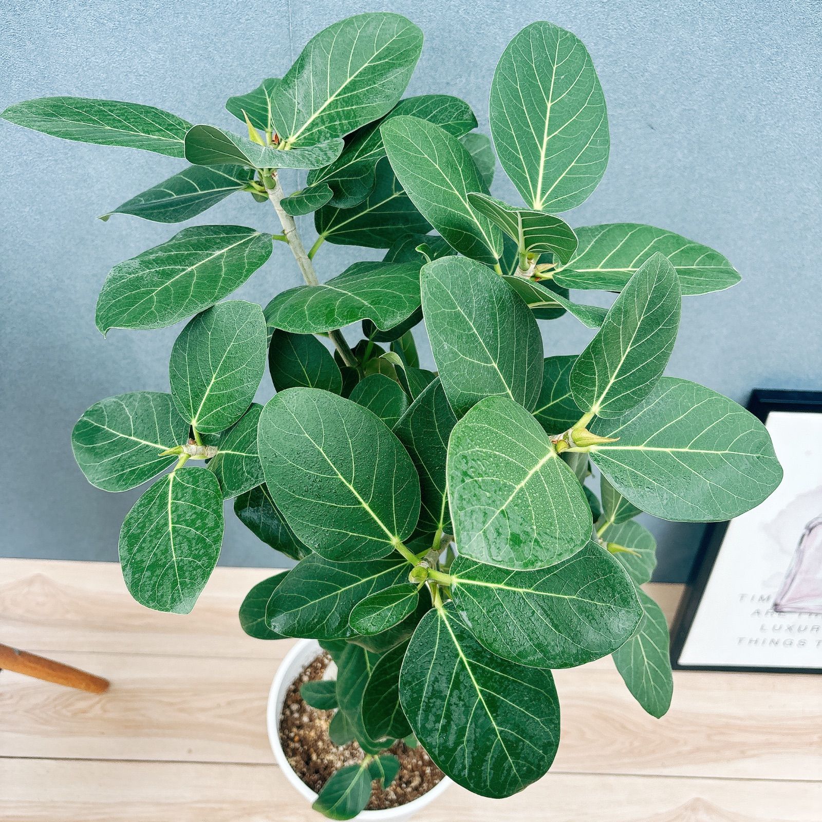 ［現品］13番　フィカス　ベンガレンシス　曲がり　8号　観葉植物　室内　人気 観葉植物 フィカス ベンガレンシス 8号 曲り テラニアス バルーン