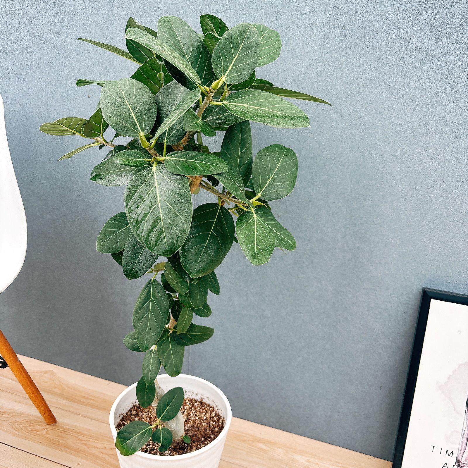 フィカス ベンガレンシス 曲がり 曲線 幹 太 オシャ黒 陶器 8合