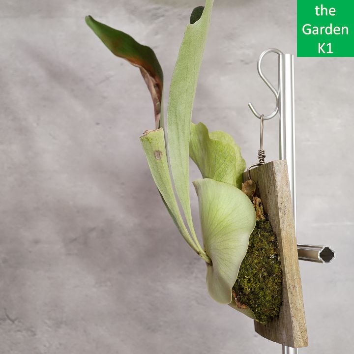 ビカクシダ】ネザーランド 板付 Net004【コウモリラン】 - メルカリ