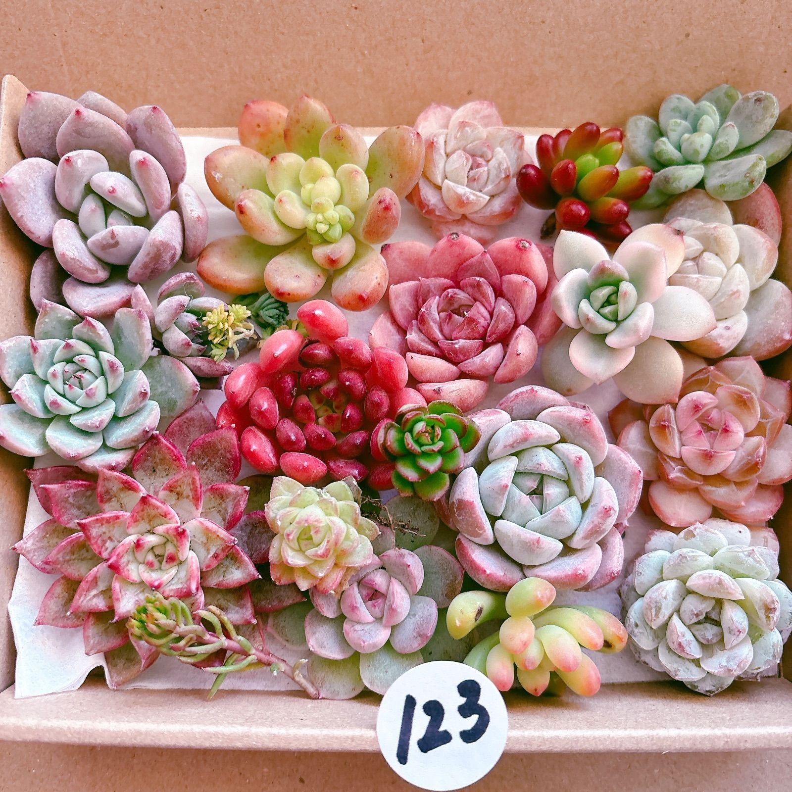 123 多肉植物寄せ植えセット - メルカリ