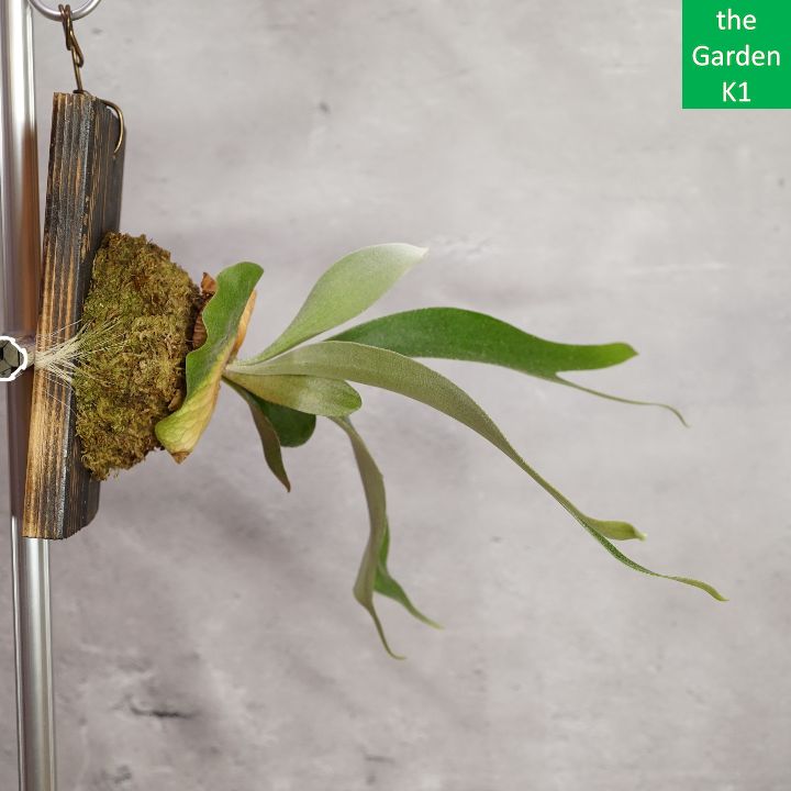 ビカクシダ】ブルーダイアモンド #1 幼苗 BD20006 板付け【コウモリ