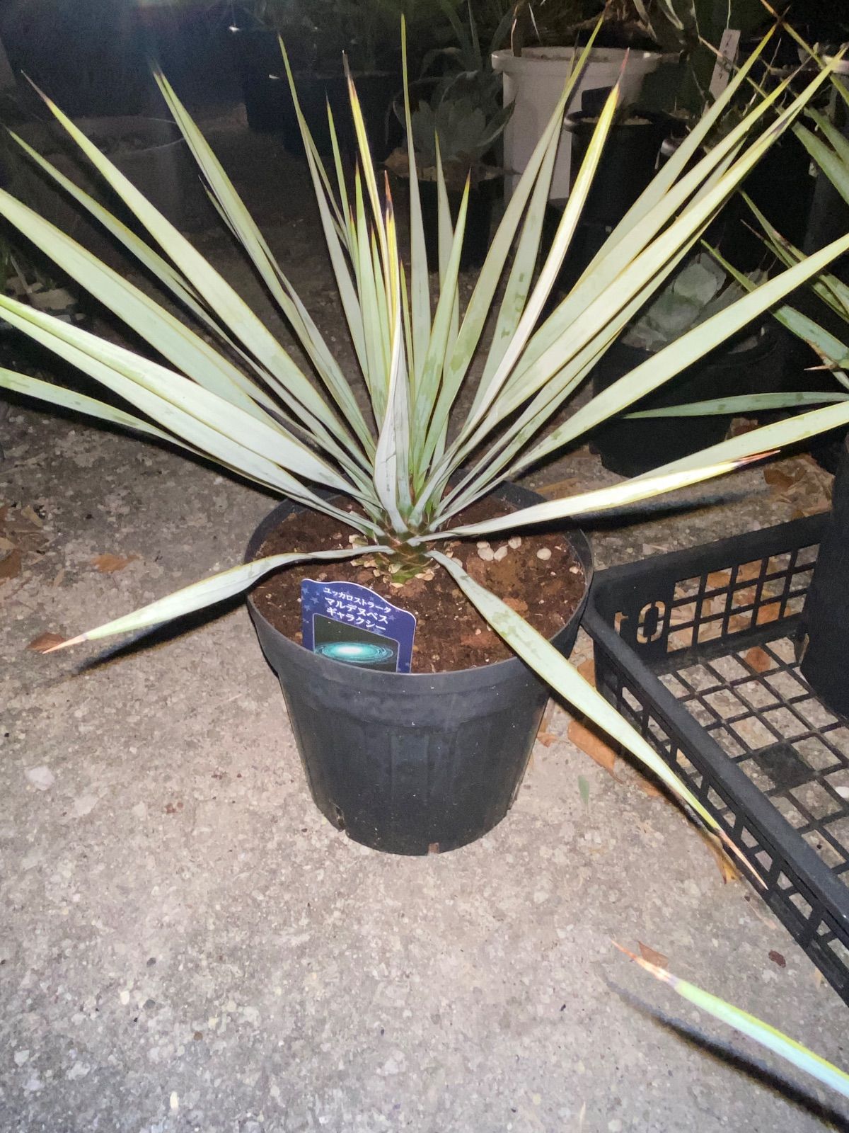 ユッカ マルデヌベス'ギャラクシー' 7号 - メルカリ