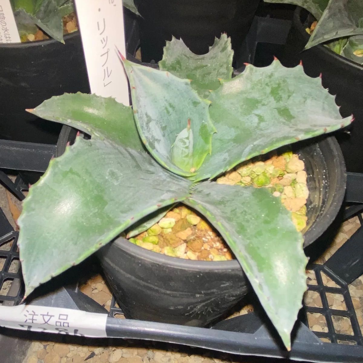 アガベ ミスターリップル 3.5号 良株