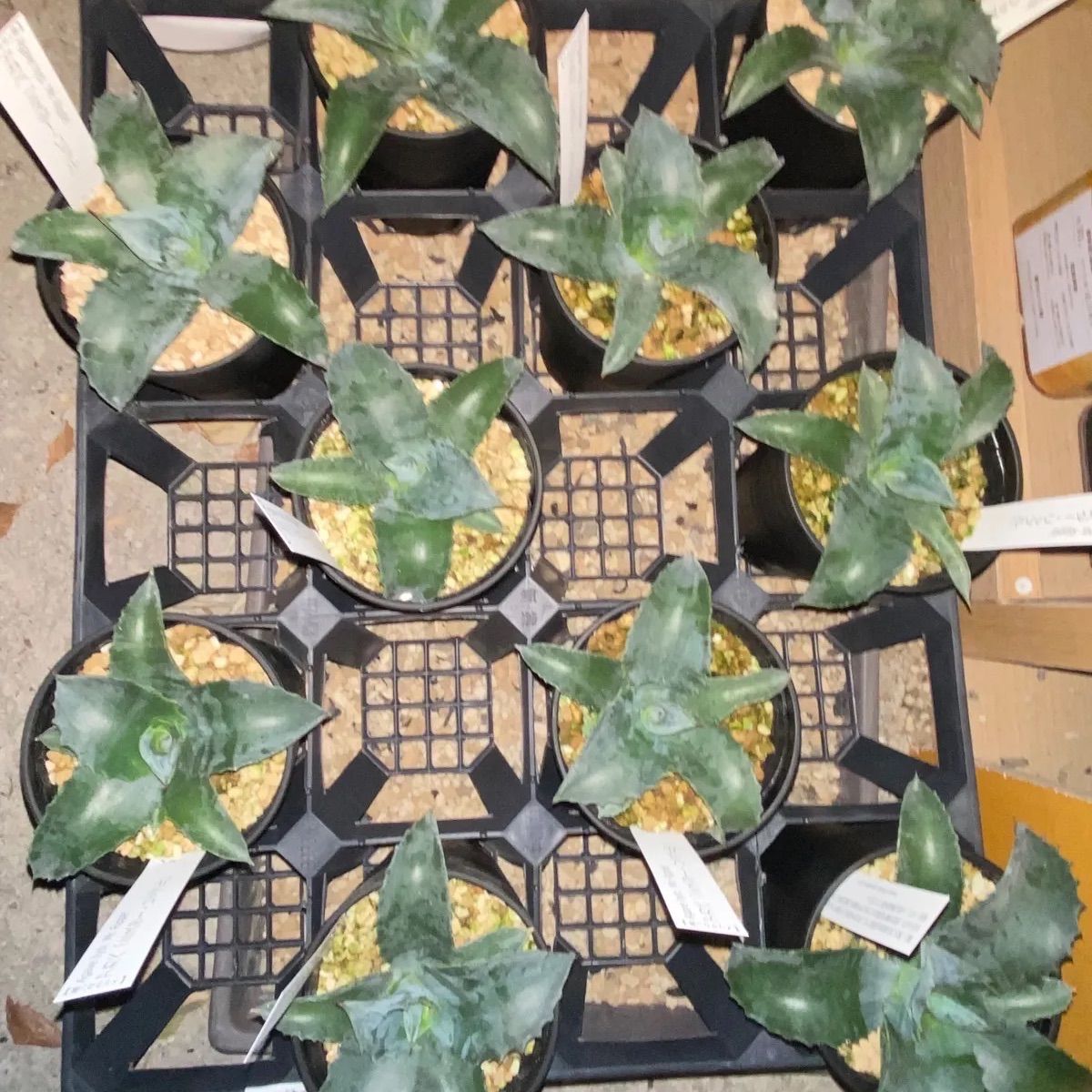 アガベ ミスターリップル 3.5号 良株