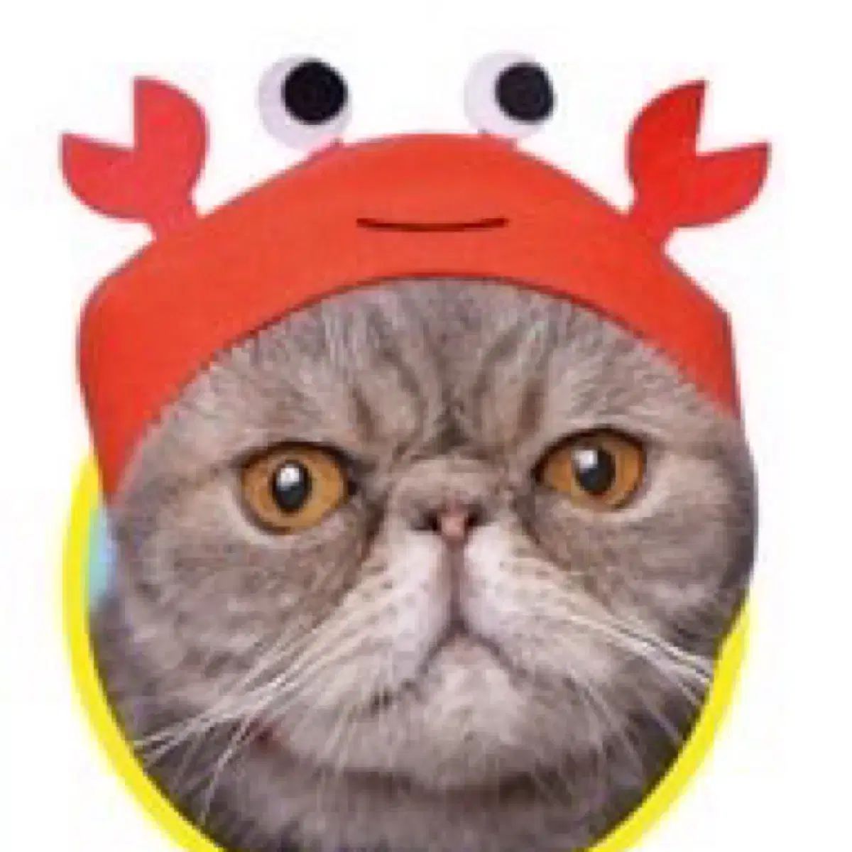 猫 動物 ウール 帽子 IN ぬいぐるみ服 ぬいぐるみ帽子