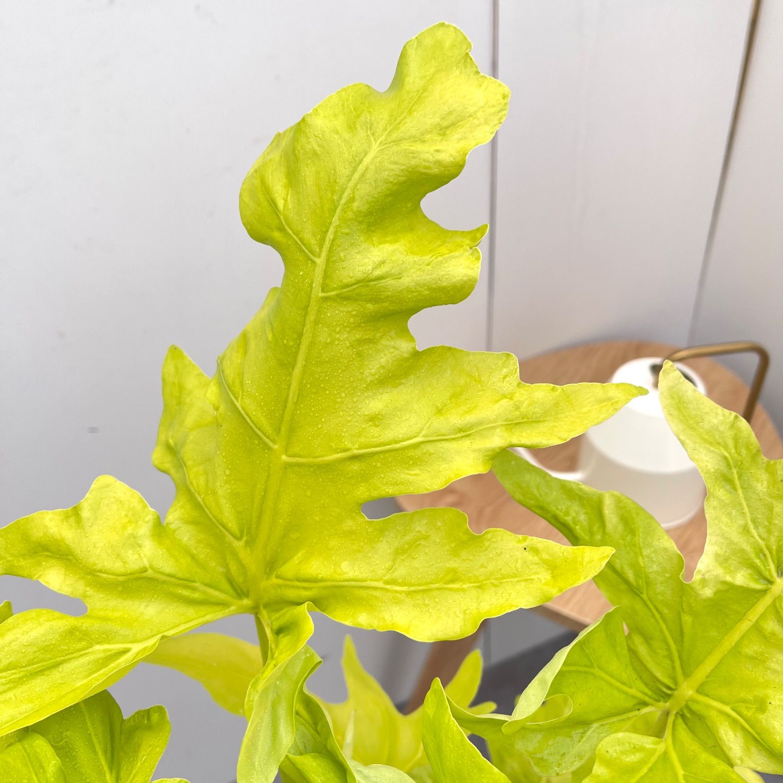 フィロデンドロン セローム ゴールドリーフ 10【現品】☆希少☆ 観葉