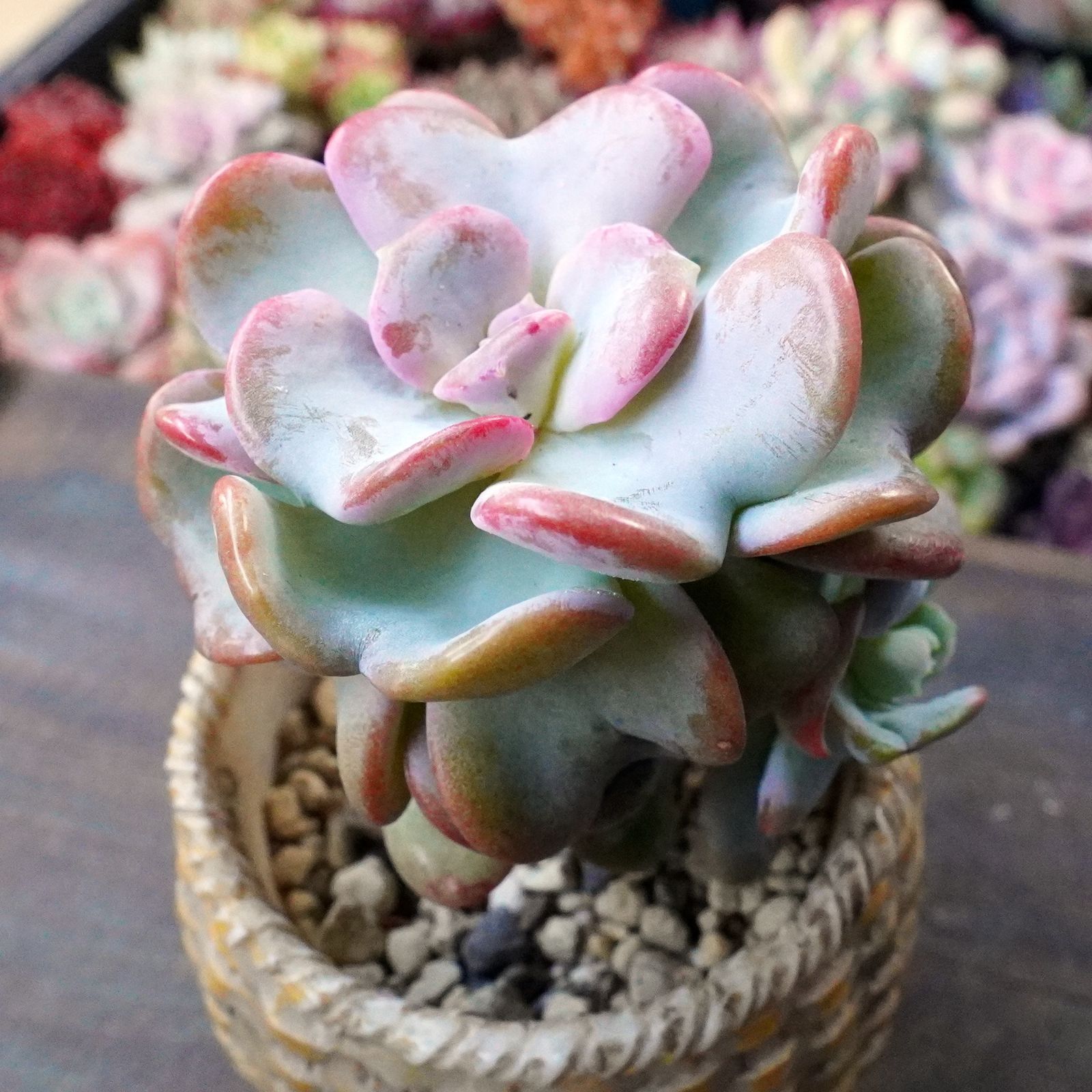 ハートソング　カット苗　多肉植物　ゆうパケットプラス発送 再入荷※【ハートソング 1】葉がハート型 韓国多肉 かわいい おすすめ